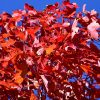 October Glory Red Maple #15 - Image 3